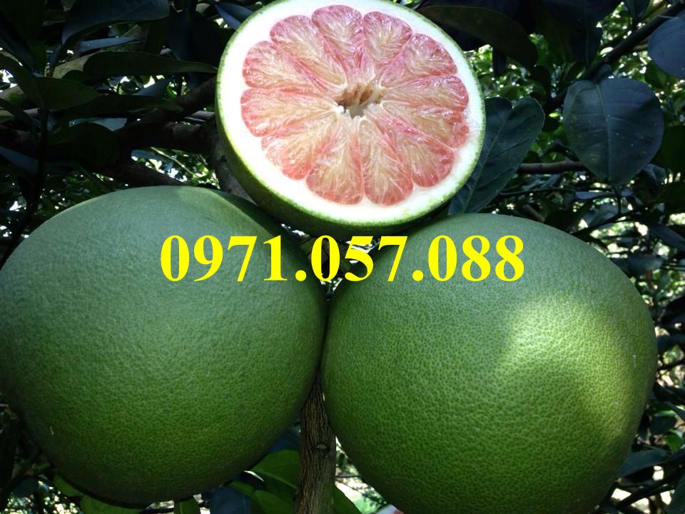 GIỐNG CÂY BƯỞI DA XANH
